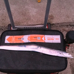 アジ　サバ　太刀魚　ジグパラマイクロ・ジグパラワインド